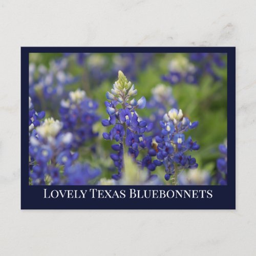 Custom Blue Spring Bluebonnet Texas State Flower Postcard
