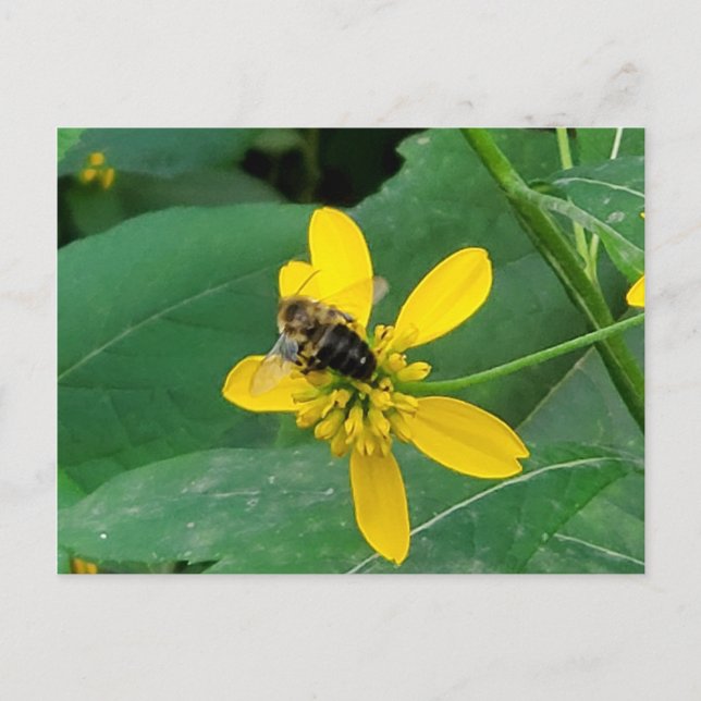Custom Bumblebee on a Yellow Flower Postcards (Front)