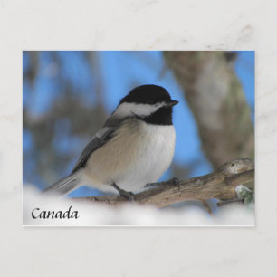 Custom Canada bird Chickadee Post card