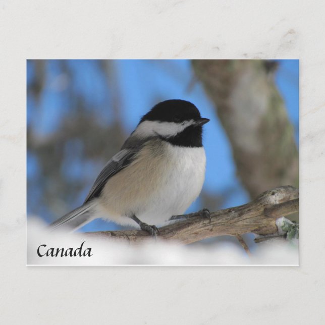 Custom Canada  bird Chickadee  Post card (Front)