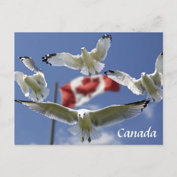 Custom Canada Flag Sagulls Post Card by Lighthouse_Route at Zazzle