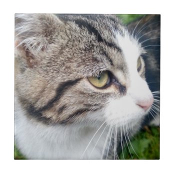 Custom Cat Image Or Other Pet Photo Ceramic Tile by photoedit at Zazzle