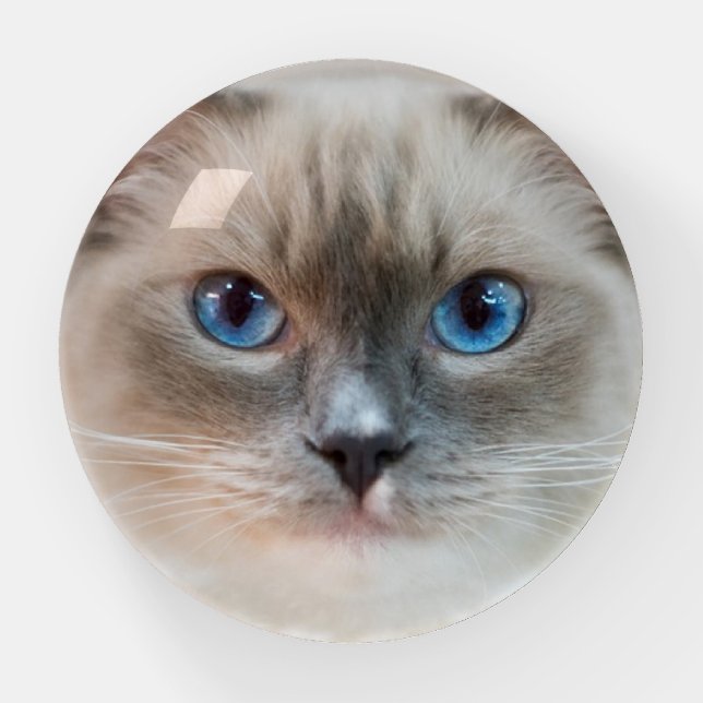 Custom Cat Photo  Paperweight (Front)