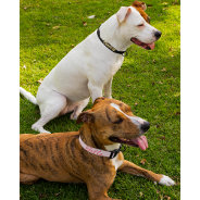 Custom Chic Pink White Stars Dog Puppy Doggy Name Pet Collar at Zazzle
