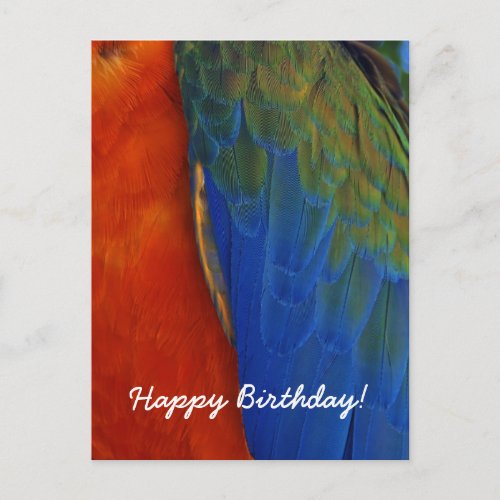 Custom Colorful Macaw Parrot Feather Birthday Postcard