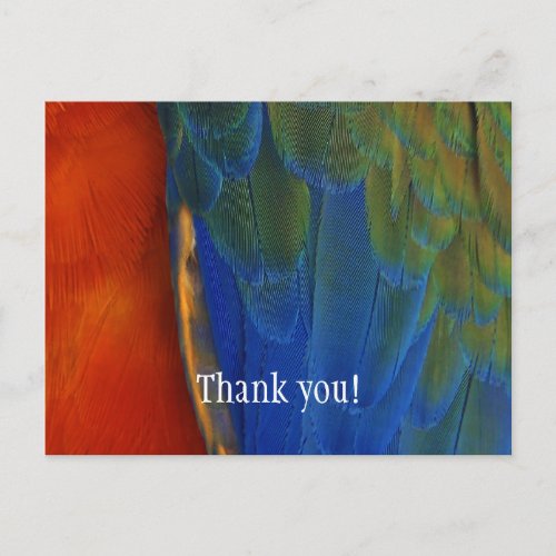 Custom Colorful Macaw Parrot Feather Thank You Postcard