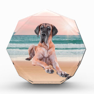 Custom Cute Great Dane Dog Sitting on Beach Award