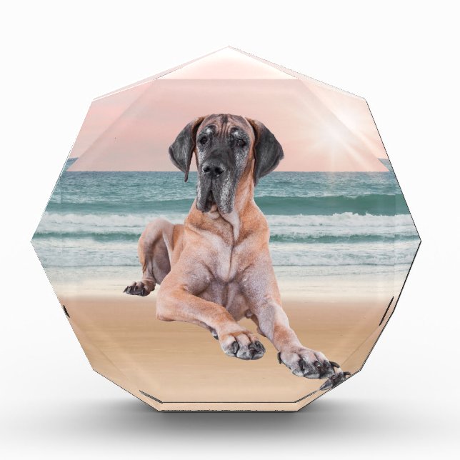 Custom Cute Great Dane Dog Sitting on Beach Award (Front)