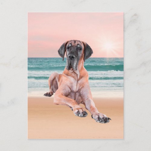 Custom Cute Great Dane Dog Sitting on Beach Postcard