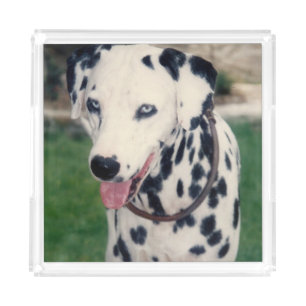 Custom Cute Pet Friend Photo Upload Dog Image Acrylic Tray