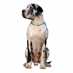 Custom Dog Photo Contour Cutout