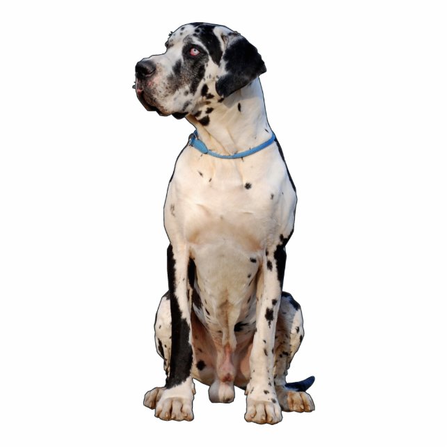 Custom Dog Photo Contour Cutout (Front)