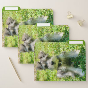 Custom Dog Photo File Folder