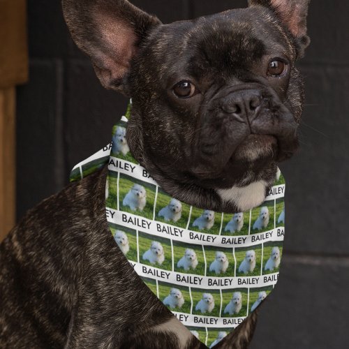 Custom Dog Photo Name Personalized Bandana
