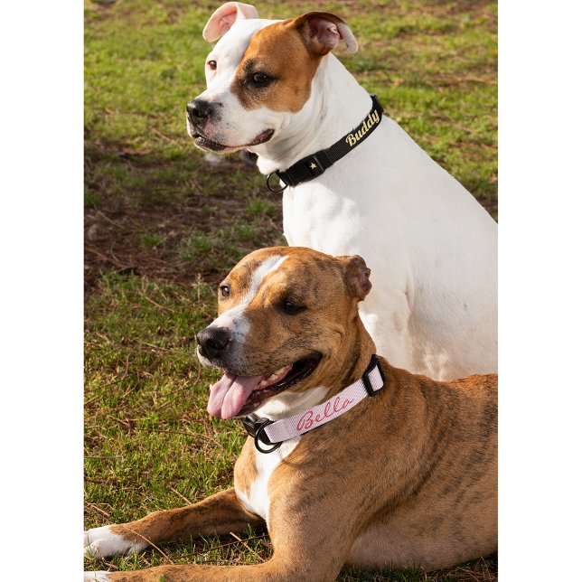 Custom Dog Puppy Doggy Name Cool Black Gold Stars Pet Collar (Custom Dog Puppy Doggy Name Cool Black Gold Stars Pet Collar)