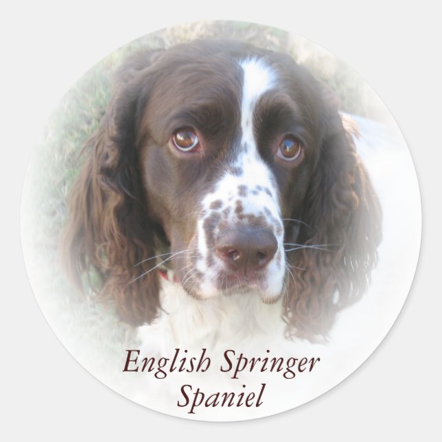 Custom English Springer Spaniel Dog Stickers (Front)