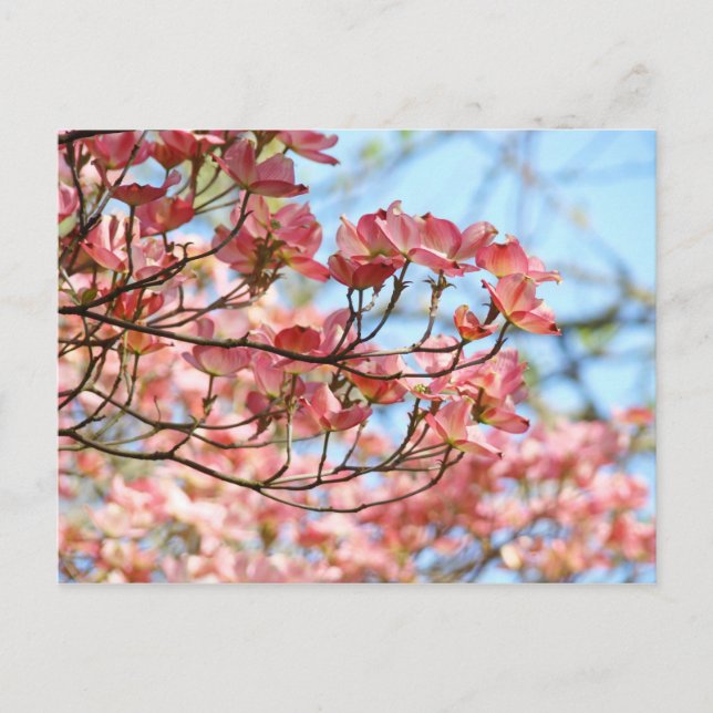 Custom Floral postcards Pink Dogwood Flowers (Front)