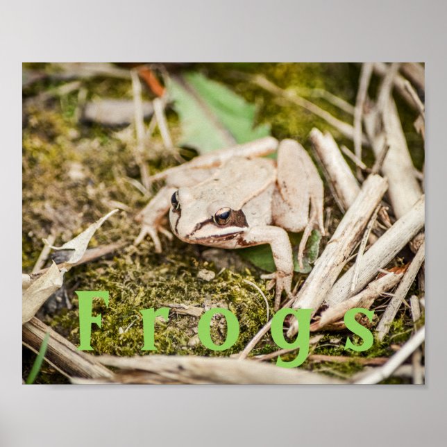 Custom "Frogs" Amphibians Wood Frog Poster (Front)