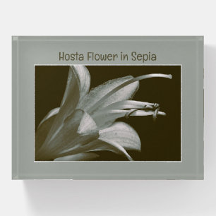 Custom Hosta Flower Vintage Sepia Floral Photo Paperweight
