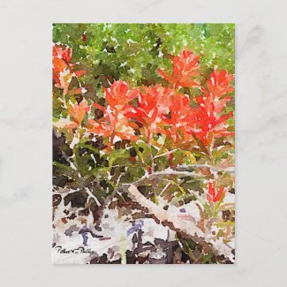 Custom Indian Paint Brush Wildflower Watercolor 
