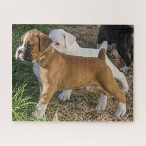 Custom Jigsaw Puzzles_ Boxer Puppies Jigsaw Puzzle