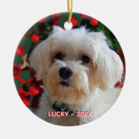 Custom Maltese Dog Photo