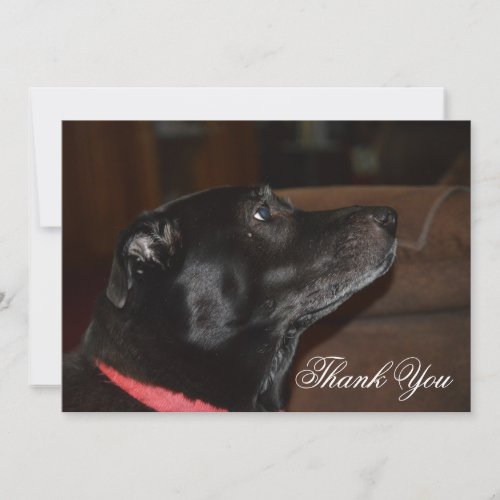 Custom Old Black Lab Dog Thank You Card