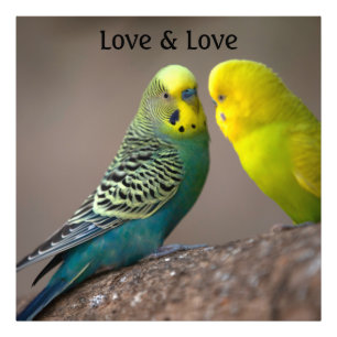 Custom Parrot Image Love text Photo Enlargement Print