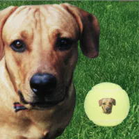 Personalised best sale dog balls