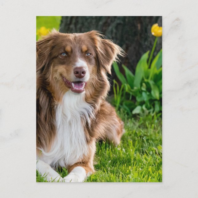 Custom Personalized Photo  Postcard (Front)