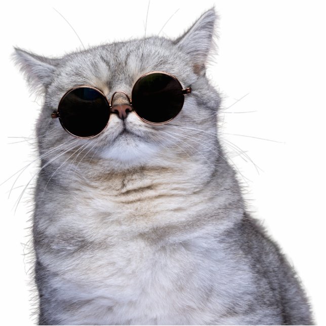 Custom Pet Cat Photo Sculpture Cutout (Front)