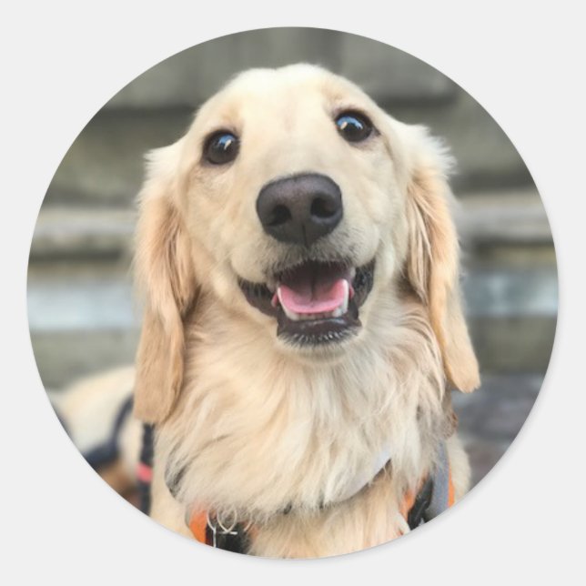 Custom Pet Cute Dog Photo Classic Round Sticker (Front)