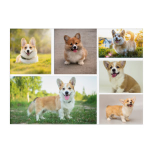 Custom Pet Dog  6 Acrylic Print
