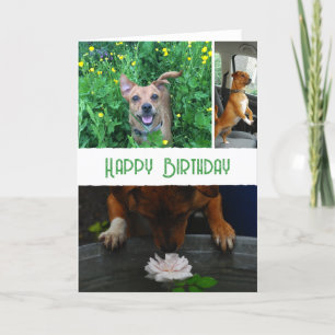 Custom pet (dog) photo and message card
