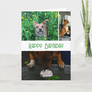 Custom pet (dog) photo and message card