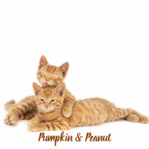 Custom Pet Keepsake Using Your Photo Name Cutout