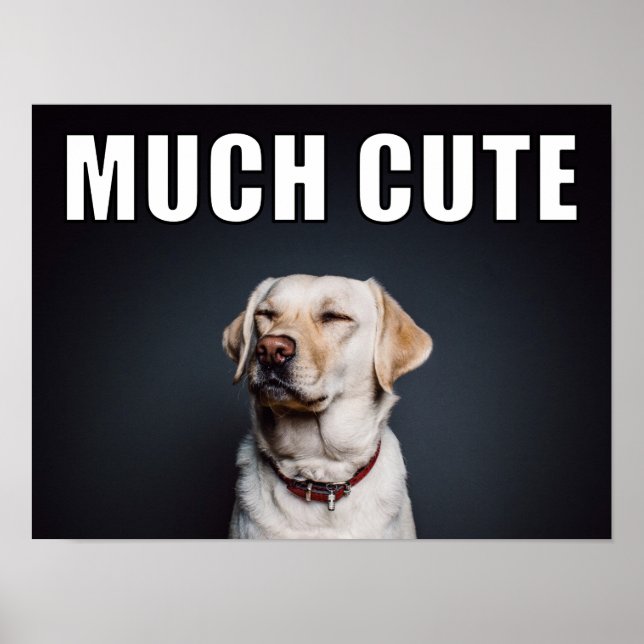 Custom Pet Photo Funny Much Cute Meme Style Poster (Front)