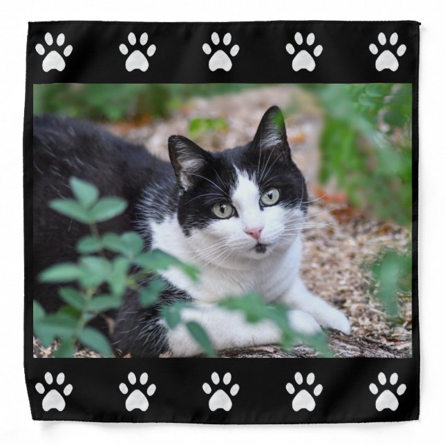 Custom Pet Photo of Tuxedo Cat & Paws on Black Bandana (Front)