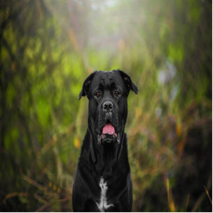 Custom Pet Photo Sculpture