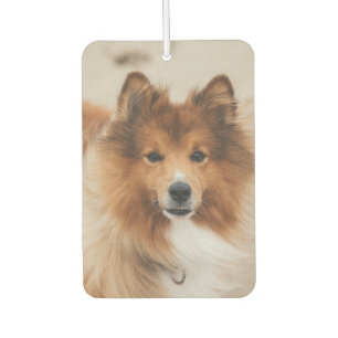 Custom Pet Photo Upload 2 Cute Pet Pictures Air Freshener