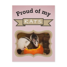 Custom Pet Rat Photo