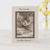 Custom Photo Cat Sympathy Card 