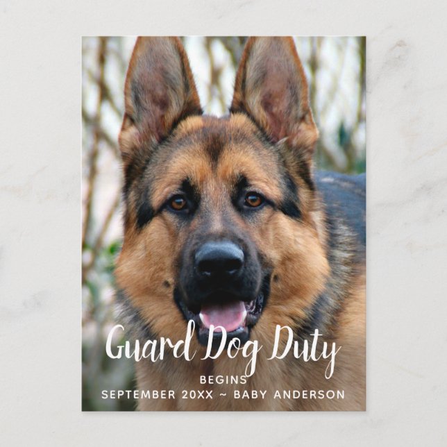 Custom Photo Guard Dog Duty Pregnancy Announcement Postcard (Front)