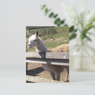 Custom photo image picture llama alpaca postcard