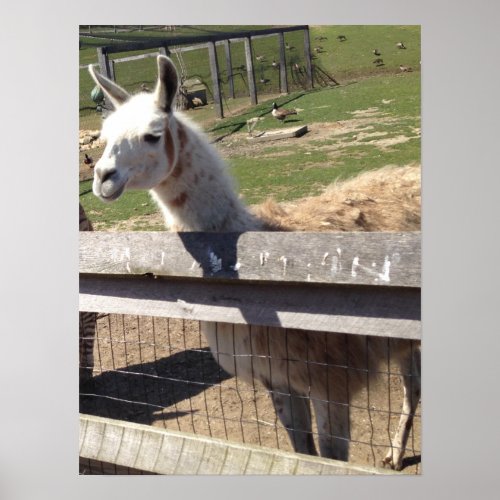 Custom photo image picture llama alpaca poster
