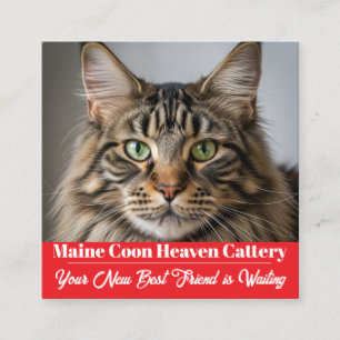 Custom Photo Maine Coon Cattery Business Card