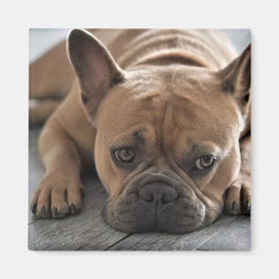 Custom Photo Pet Dog Magnet