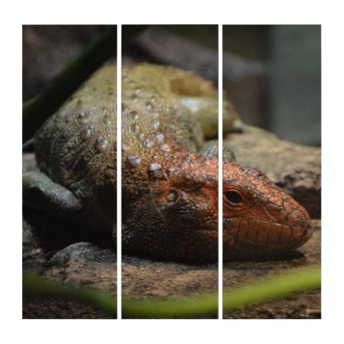 Custom Resting Caiman Lizard  Triptych