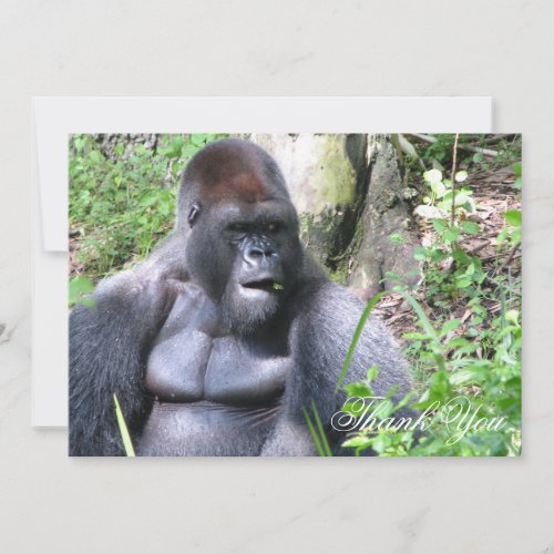 Custom Sassy Gorilla Thank You Card