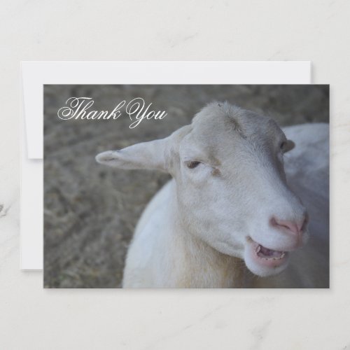 Custom Sheep Thank You Card